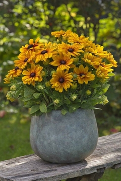 Rudbeckia: pack x 5 plantas - comprar online