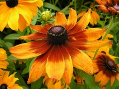 Rudbeckia: pack x 5 plantas