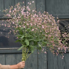 Saponaria officinalis LA PLANTA DEL JABON ( 100 semillas ) - comprar online