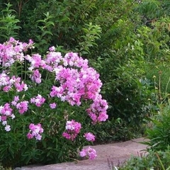 Saponaria officinalis LA PLANTA DEL JABON ( 100 semillas )