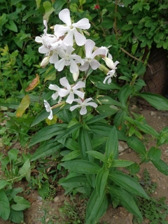 Saponaria officinalis LA PLANTA DEL JABON ( 100 semillas ) en internet