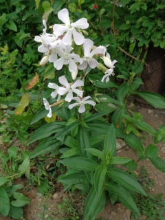 Saponaria officinalis LA PLANTA DEL JABON ( 100 semillas ) en internet