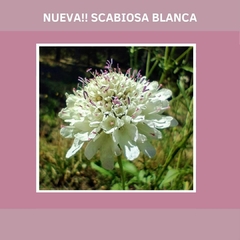Scabiosa BLANCA ( 40 semillas )