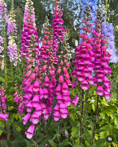Combo flores rosas: 7 variedades