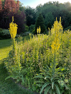 Verbascum/gordolobo ( 100 semillas ) en internet