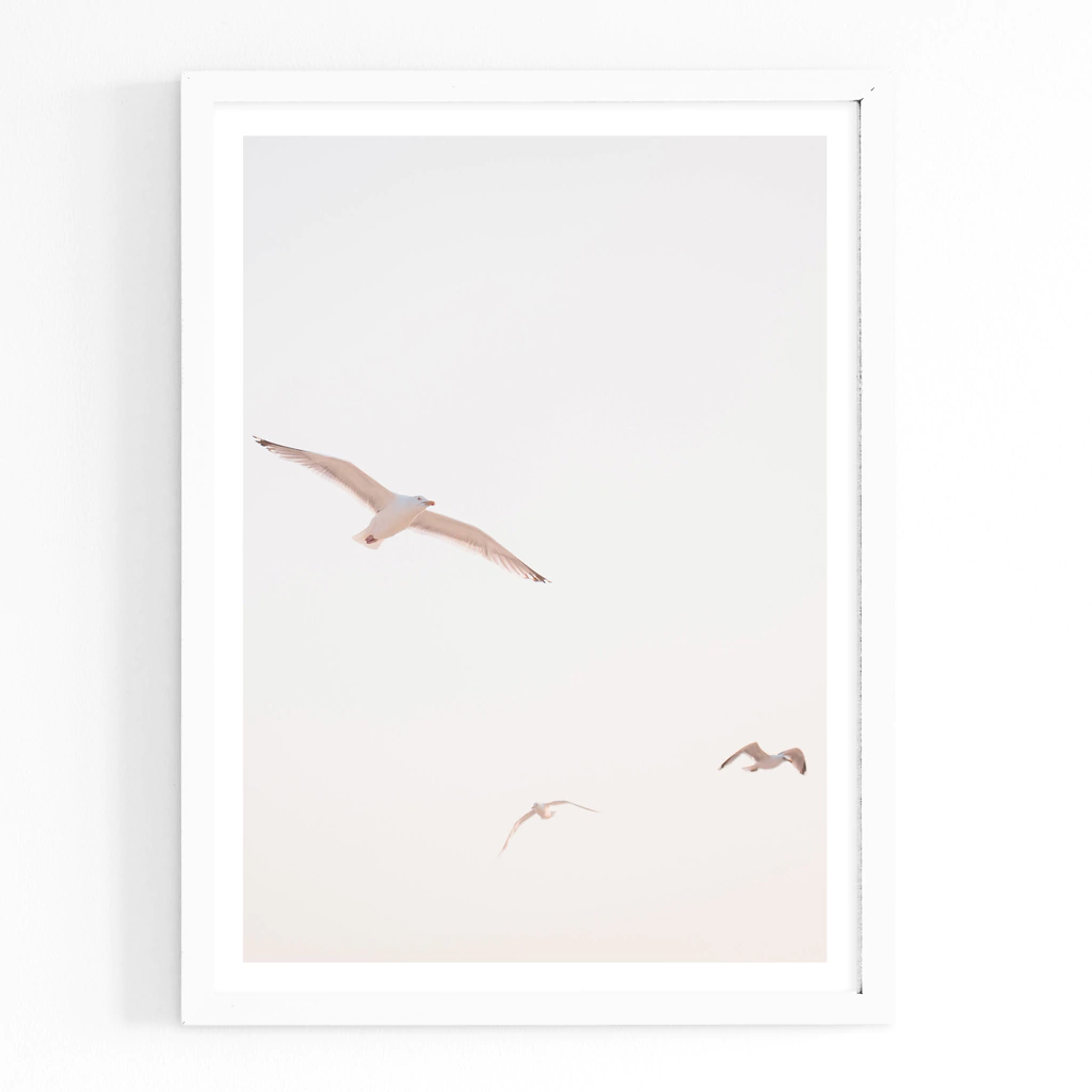 Gaviotas