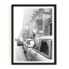 Llama