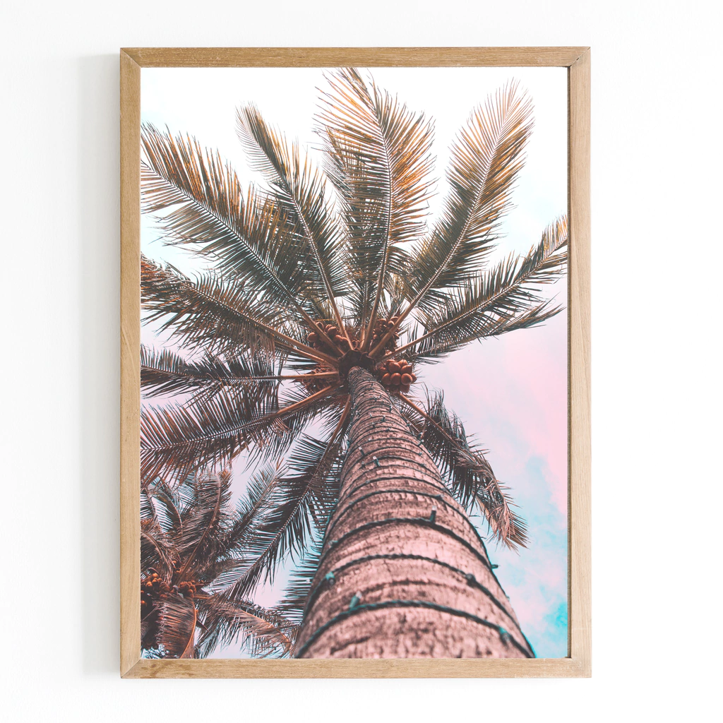 Palmera Rosa