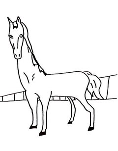 O Cavalo