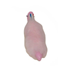 CANETA ESFEROGRAFICA POMPOM 6 CORES - POLIBRINQ - comprar online