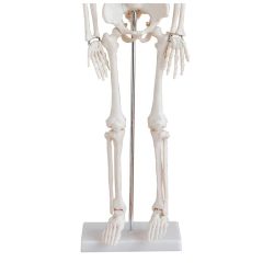ESQUELETO HUMANO ARTICULADO 85CM COM SUPORTE - COLEMAN na internet