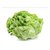 Lechuga Mantecosa x 1/2 Kilo