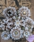 B013 - Cartela de Flores Artesanais com 8 unidades - Artsfeitas - comprar online