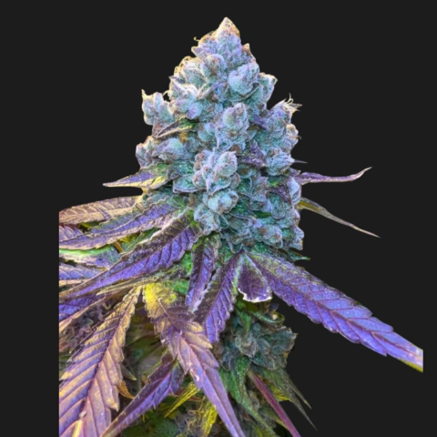 ESQUEJE SWEED LAB TROPICANA - comprar online