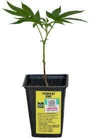 ESQUEJE CANNPAT ONE - comprar online