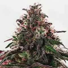 MAMUA SEEDS ESQUEJE PHANTOM ICE - comprar online