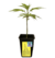 ESQUEJE SWEED LAB TROPICANA