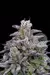 Semillas Sweed Lab Tropicana - Ganesh Grow Shop
