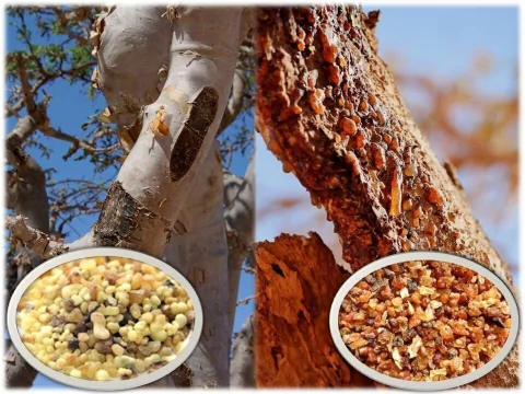 Kit De Limpieza Energética Mirra Incienso 30 G. + 6 Carbón