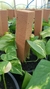 Estaca Grower Tutor para Flores e Plantas - Caixa com 12 Estacas na internet