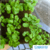 Espuma para Hidroponia - AERO SELECT 2,0 X 2,0 X 2,0 SEM FURO - Oasis Produtos Florais