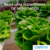 Espuma para Hidroponia - AERO SELECT 2,0 X 2,0 X 2,0 SEM FURO - Oasis Produtos Florais