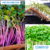 Espuma para Microgreens OGS 30,0 x 22,0 x 0,5 cm