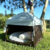 Imagen de CARPA MASCOTA GOGGY ARIZONA