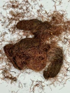 Estigma de maiz x 1 kg - comprar online