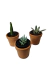 Mini Suculentas e vasos. - comprar online