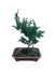 Bonsai Jovem - comprar online