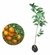 Muda de Laranja Sanguínea