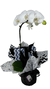 Orquídea ( Phalaenopsis )