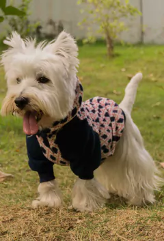 Moletom Raglan Argyle Azul na internet