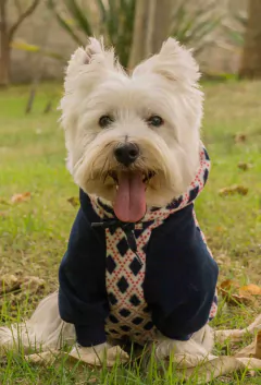 Moletom Raglan Argyle Azul - comprar online