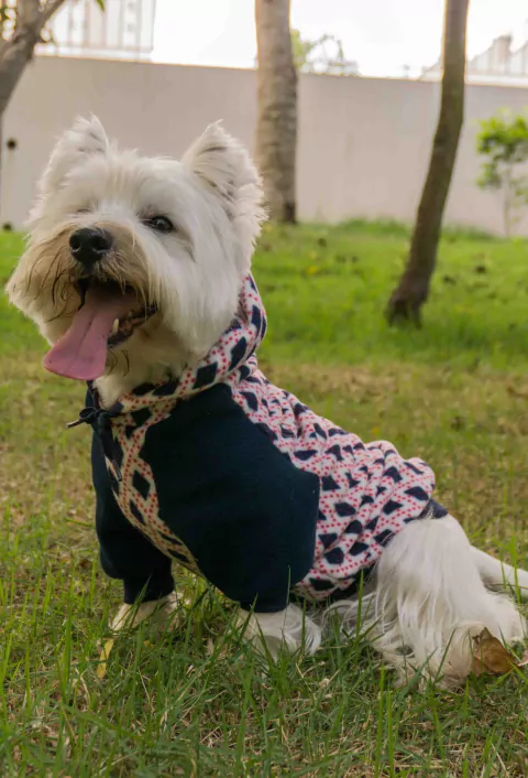 Moletom Raglan Argyle Azul