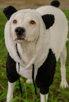 Imagem do Moletom Panda