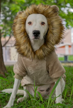 Moletom Leão na internet