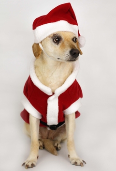 Casaco de Natal na internet