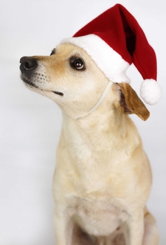 Gorro de Natal - loja online