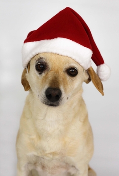 Gorro de Natal na internet