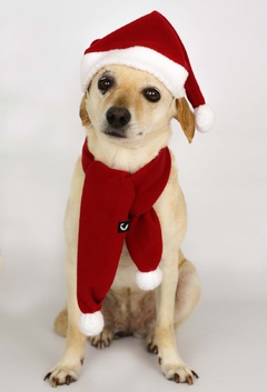 Cachecol de Natal - Ammolite Pet Supply