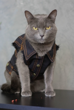 Colete Jeans Raw - Ammolite Pet Supply