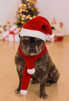 Cachecol de Natal - Ammolite Pet Supply