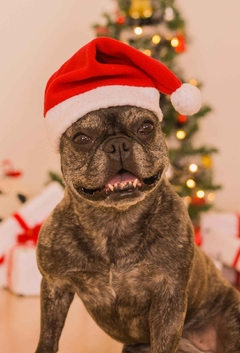 Gorro de Natal - Ammolite Pet Supply