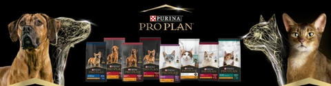 Banner de la categoría Gatos