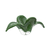 Cachepot de Cristal Murano Lis - loja online