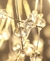 Lustre Pendente Retangular Dente de Leão Dourado 70cm - comprar online