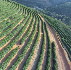 Café do Espresso - Five Roasters