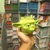 Taza Star Wars Yoda diseño (cerámica)